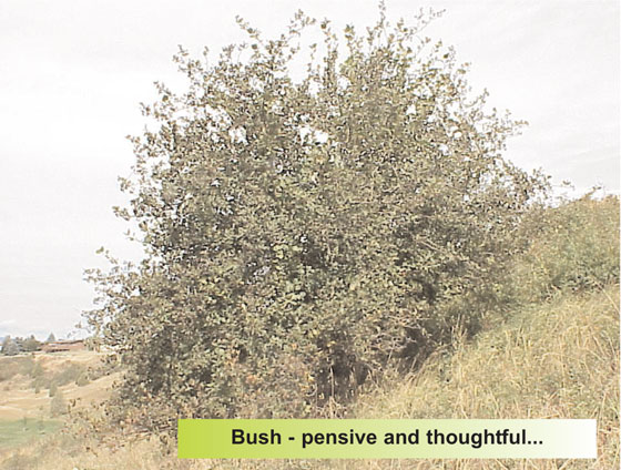 Bush