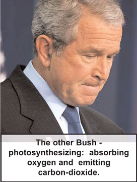 Bush
